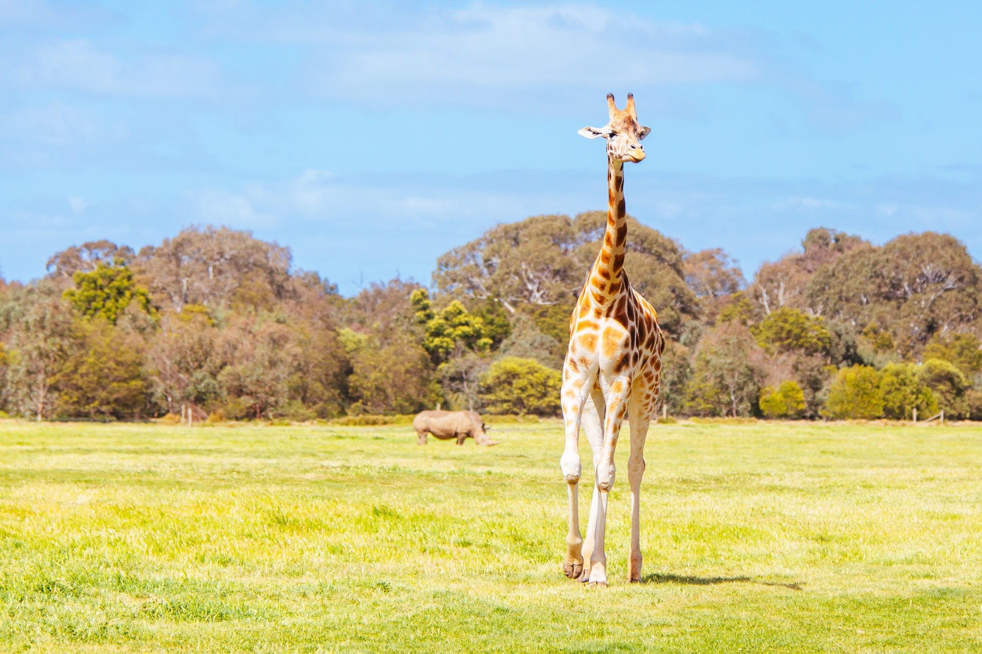 Giraffes in a Zoo in Australia